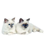 Товары для кошек