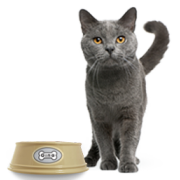 Корм для кошек